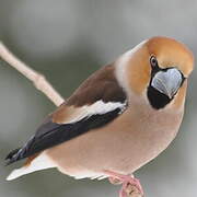 Hawfinch