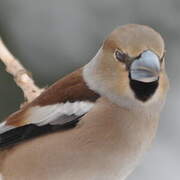 Hawfinch