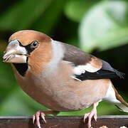 Hawfinch