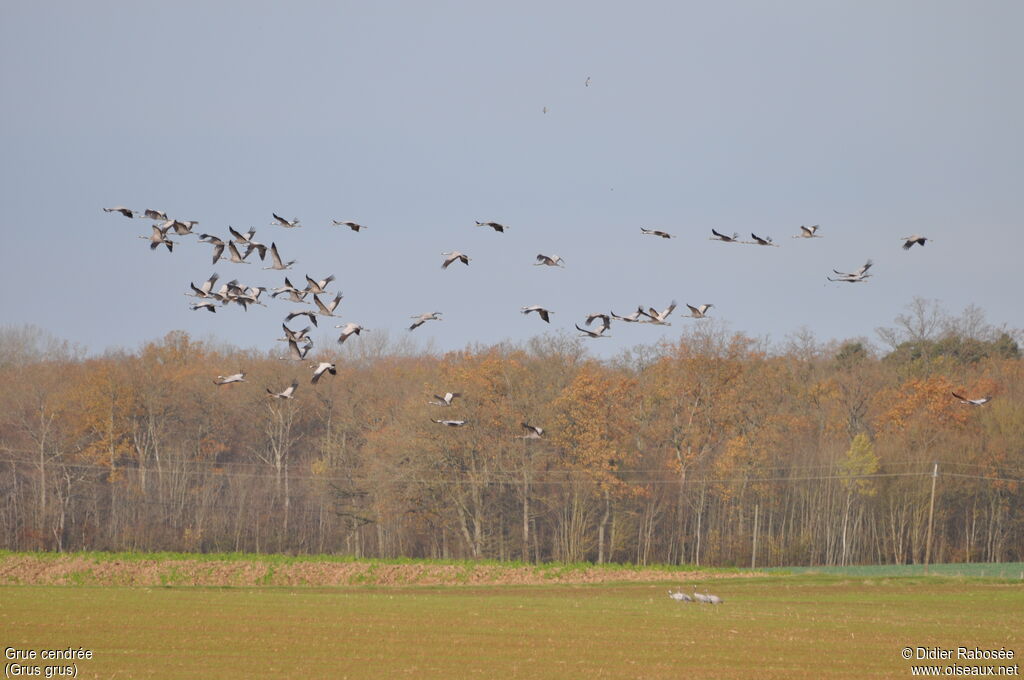 Common Crane, Flight