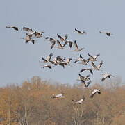 Common Crane