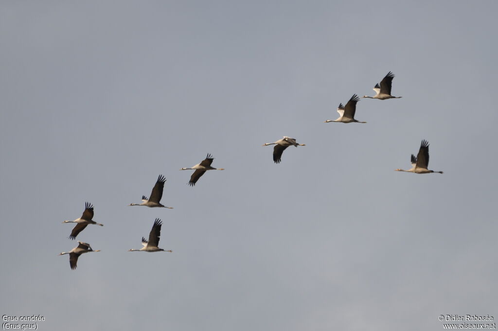 Common Crane, Flight