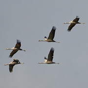 Common Crane