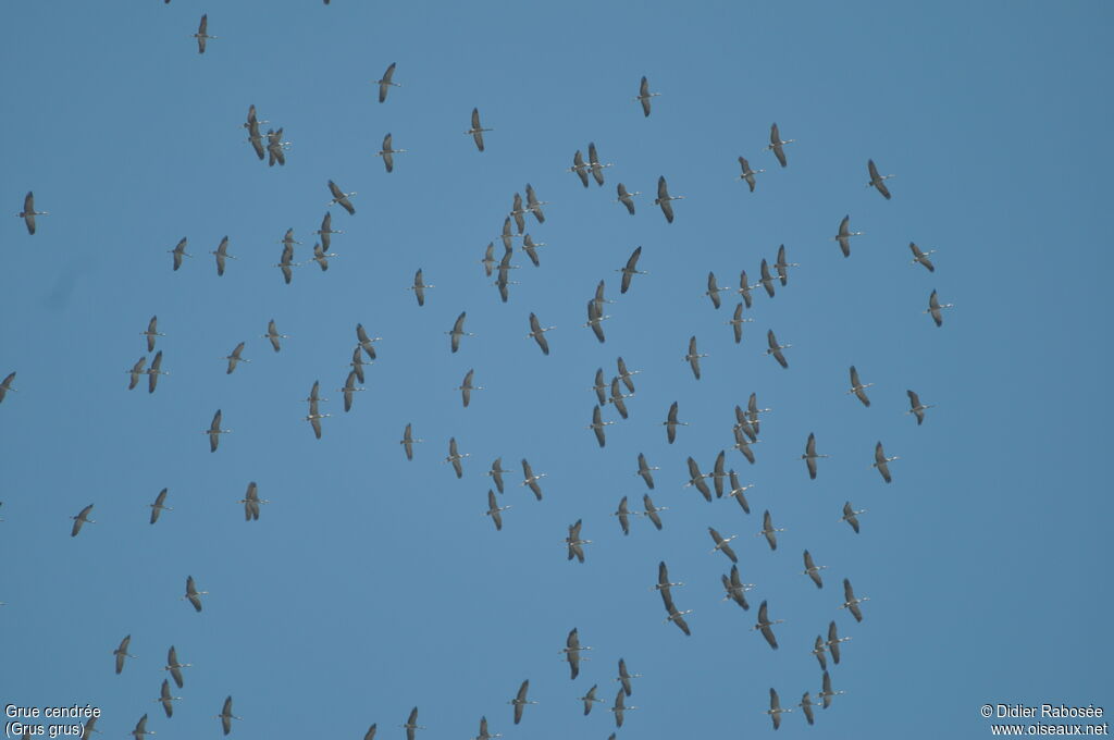 Common Crane, Flight