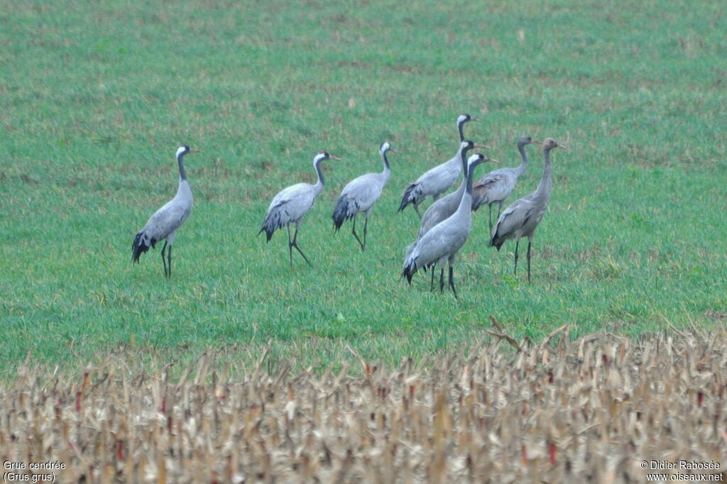 Common Crane