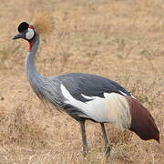 Grey Crowned Crane