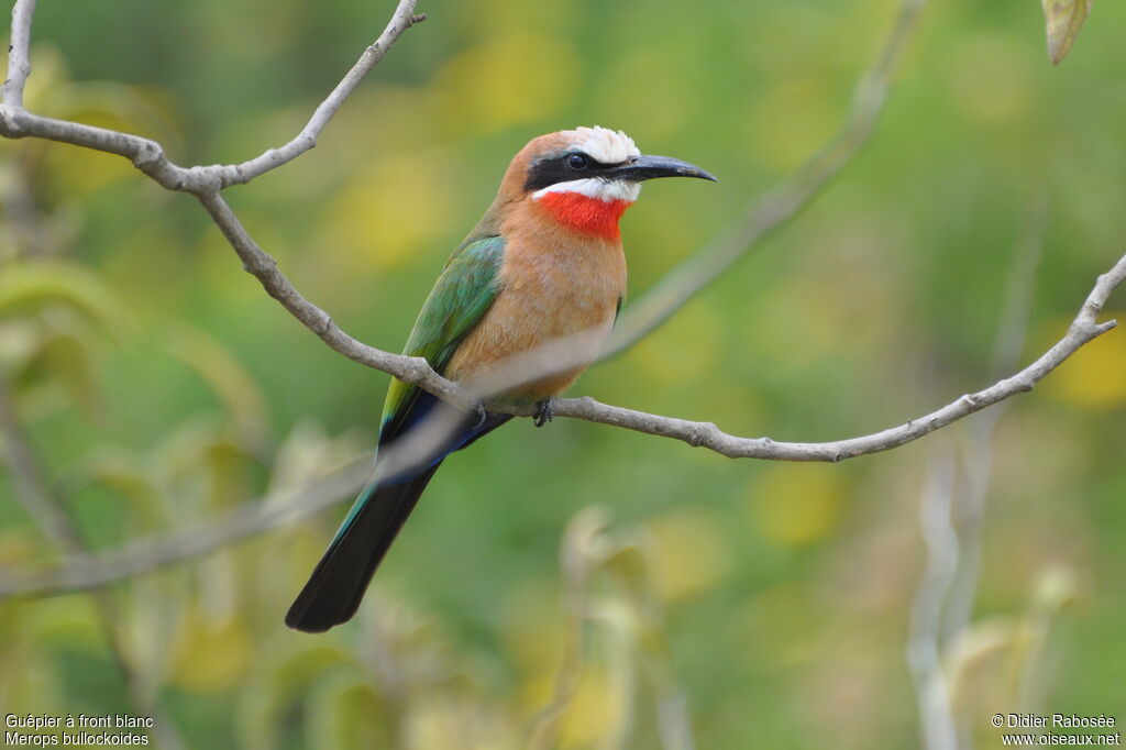 White-fronted Bee-eater