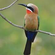 White-fronted Bee-eater