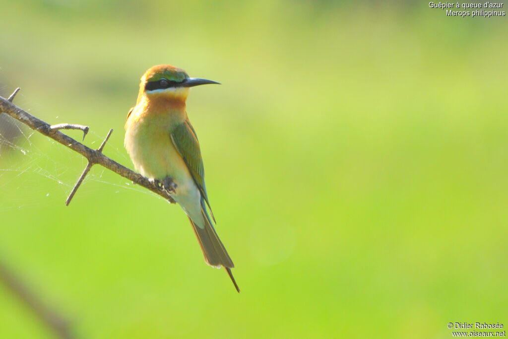 Blue-tailed Bee-eater