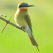 Blue-tailed Bee-eater