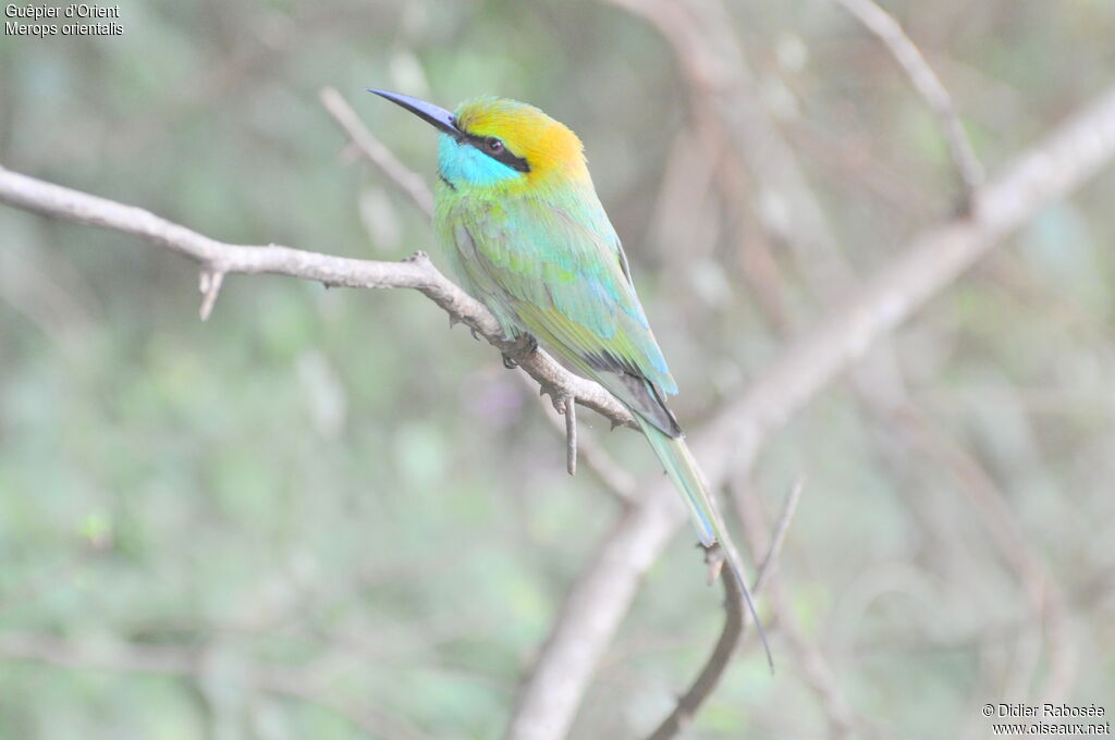 Green Bee-eater