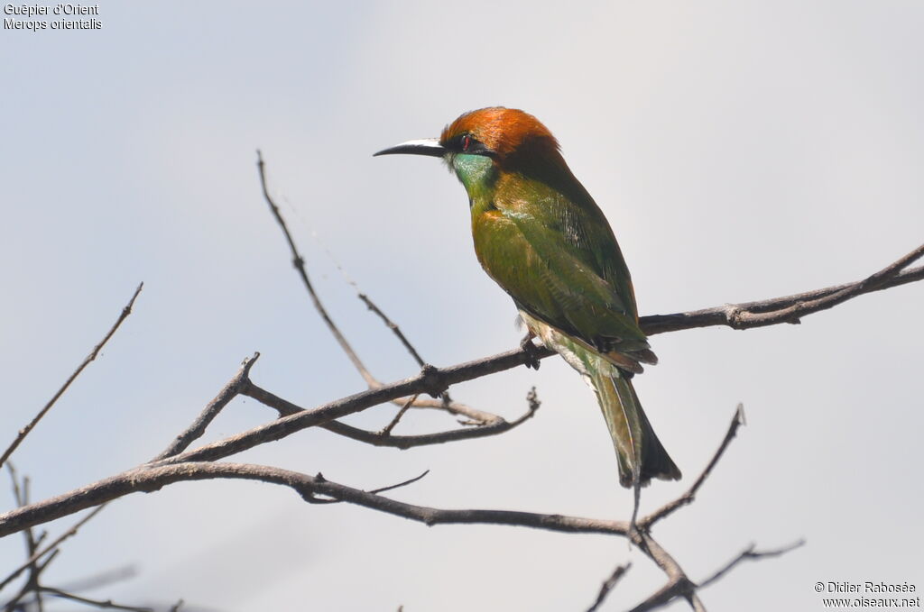 Asian Green Bee-eater