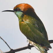 Asian Green Bee-eater