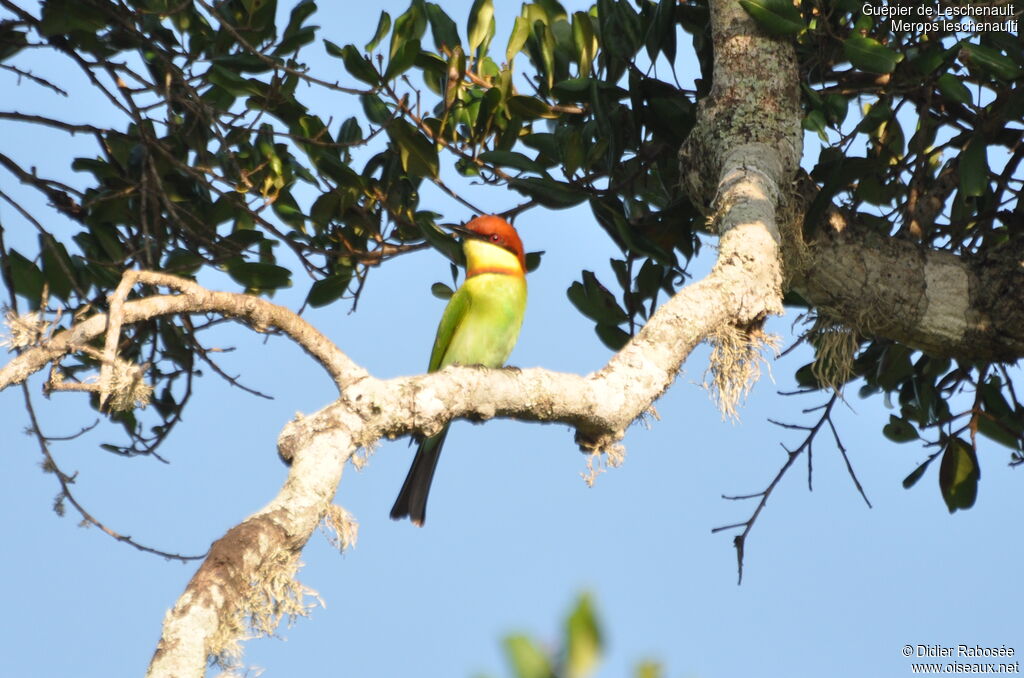 Chestnut-headed Bee-eater