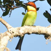 Chestnut-headed Bee-eater