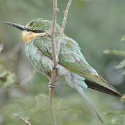 Blue-cheeked Bee-eater