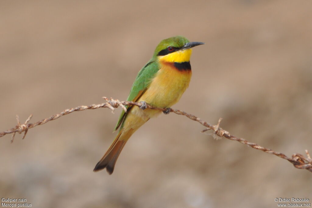 Little Bee-eater