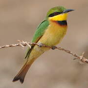 Little Bee-eater