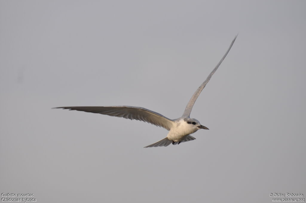 Whiskered Tern