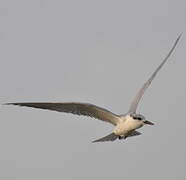 Whiskered Tern