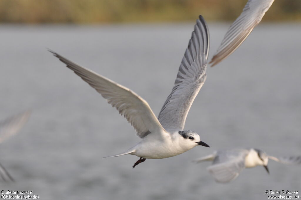 Whiskered Tern