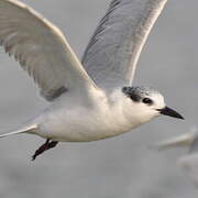 Whiskered Tern