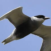 Whiskered Tern