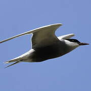 Whiskered Tern