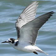 Black Tern