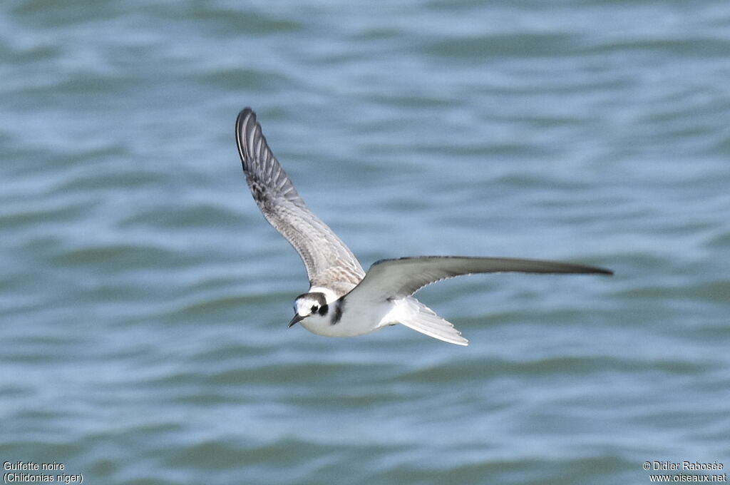 Black Ternjuvenile, Flight