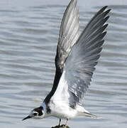 Black Tern