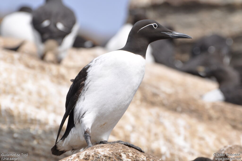 Guillemot de Troïladulte nuptial, pigmentation