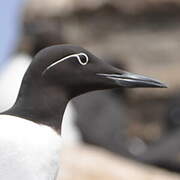 Common Murre