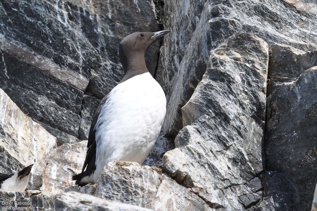 Common Murreadult breeding, habitat, pigmentation