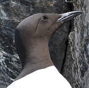 Guillemot de Troïl