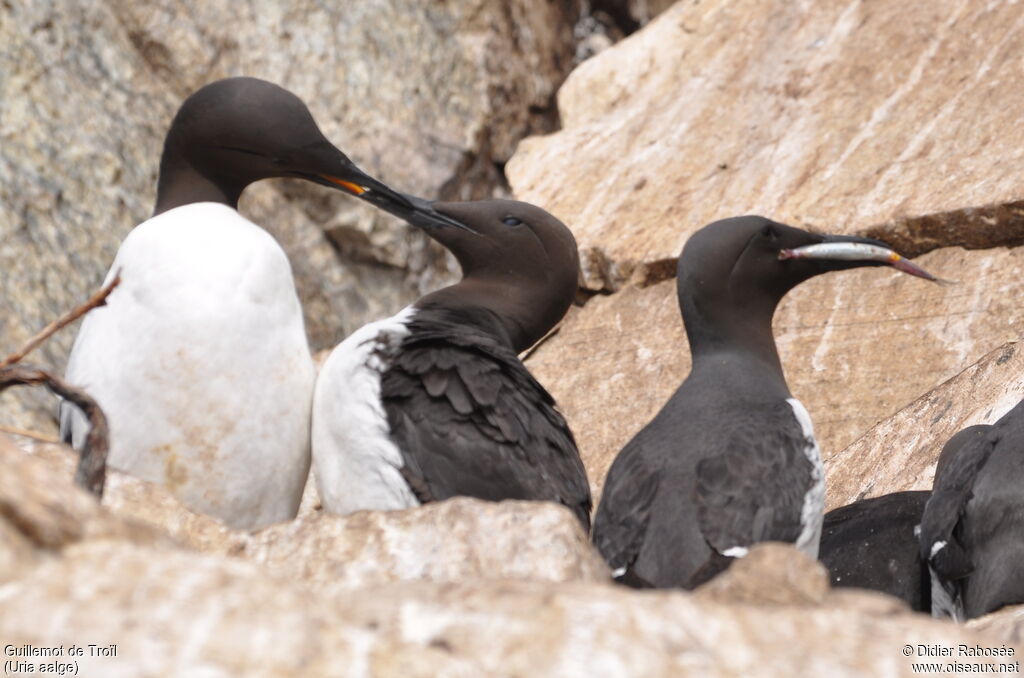 Guillemot de Troïl adulte nuptial