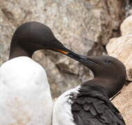 Common Murre