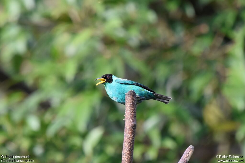 Green Honeycreeper male adult