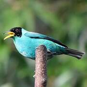 Green Honeycreeper