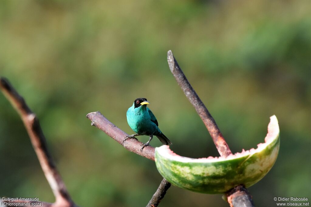 Green Honeycreeper