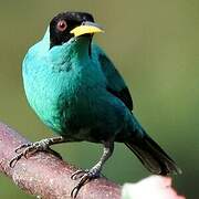 Green Honeycreeper