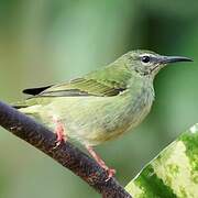 Red-legged Honeycreeper