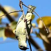 Red-legged Honeycreeper