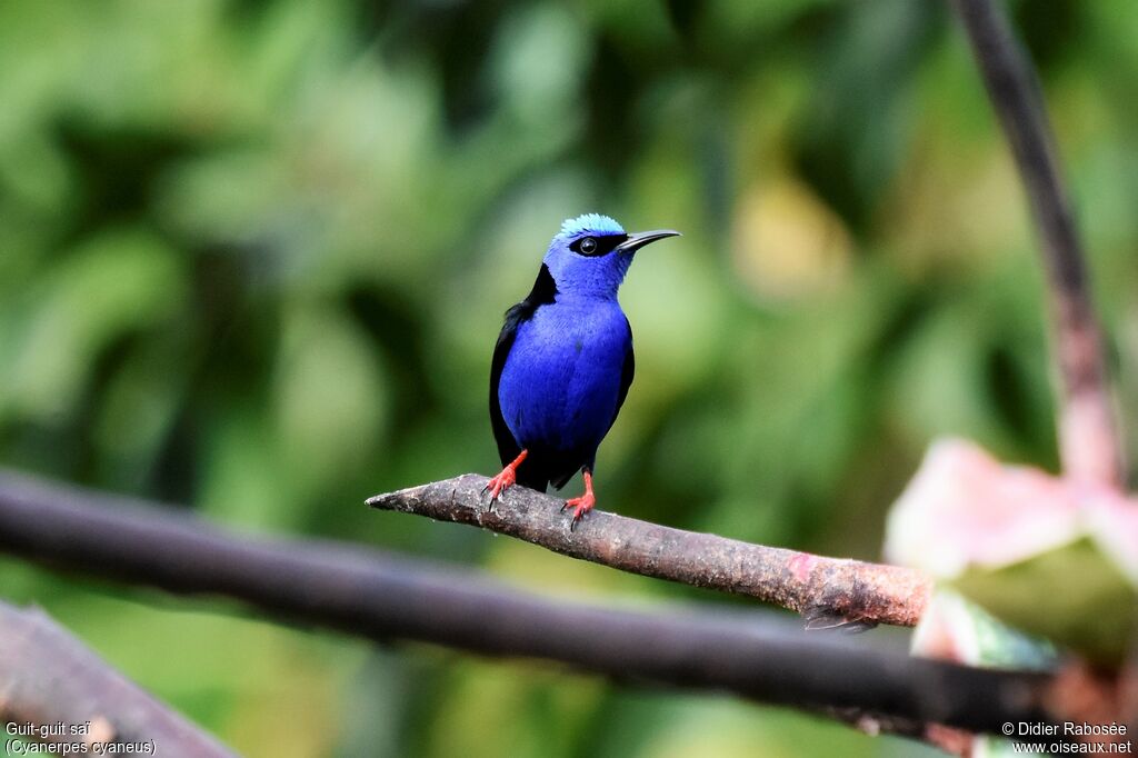 Red-legged Honeycreeper male adult breeding