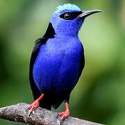 Red-legged Honeycreeper