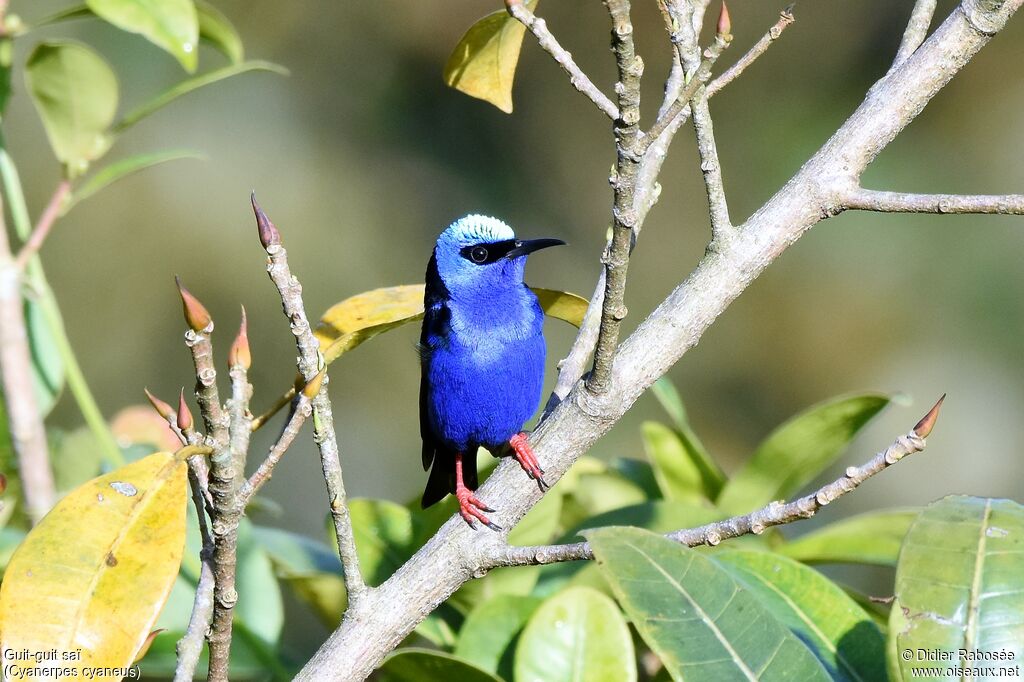 Red-legged Honeycreeper male adult breeding