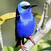 Red-legged Honeycreeper