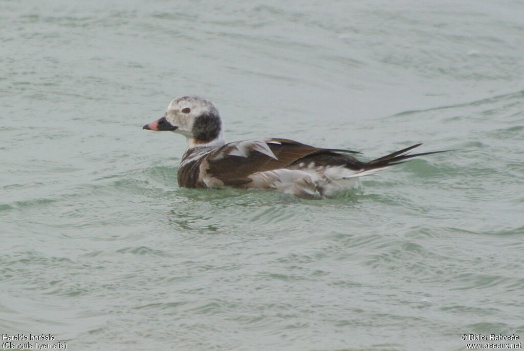 Long-tailed Duck