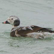 Long-tailed Duck