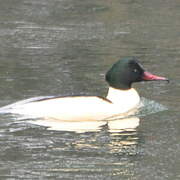 Common Merganser